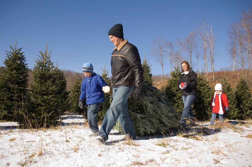 Tree-topping reasons to visit a Christmas tree farm - The Tennessee ...