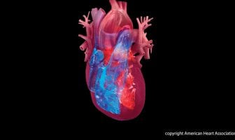 Female vs. Male Hearts
