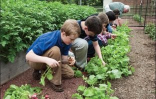 Sprouting Young Gardeners at Home