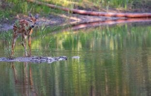 Poet’s Playground – June winners