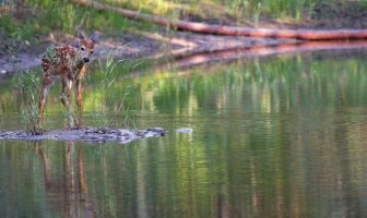 Poet’s Playground – June winners