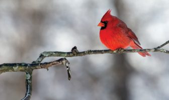 Poet’s Playground – January 2020 winners