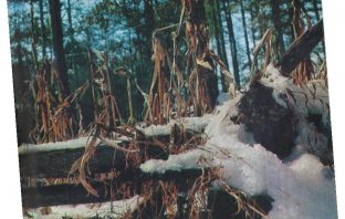 50 Years Ago – February 1969