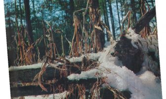50 Years Ago – February 1969