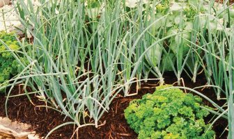 How to Make a Garden That Looks as Good As it Tastes