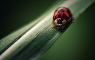 Shutterbug Showcase – Simplicity