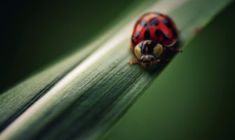 Shutterbug Showcase – Simplicity