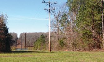 Why We Trim Trees