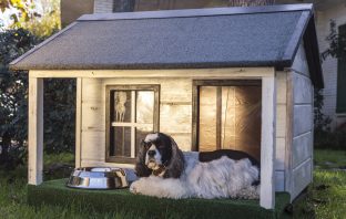 Keeping Pets — and Energy Bills — Comfortable