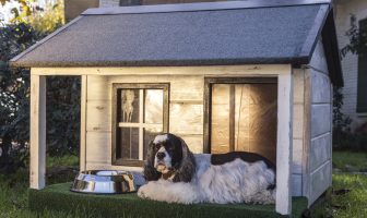 Keeping Pets — and Energy Bills — Comfortable
