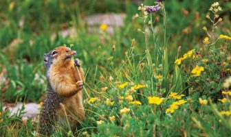 Poet’s Playground – July 2020 winners