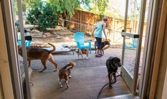 Senior Dog Sanctuary