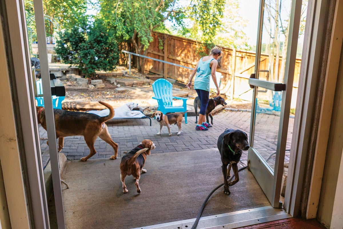 Old dog hot sale sanctuary