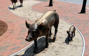 The French Broad Route Used to Be Known for Hog Droving