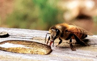 Bee Cities