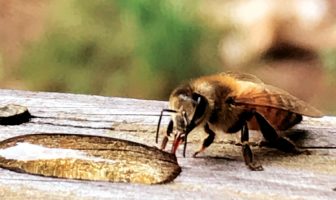 Bee Cities