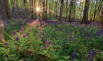 Poet’s Playground – March winners