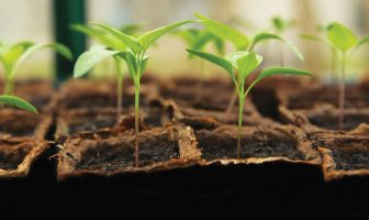 Grow Your Own