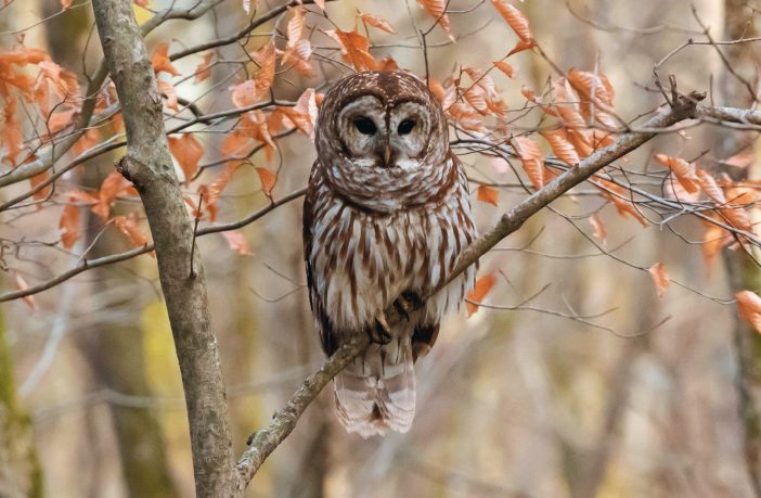 Shutterbug Showcase - TN Natural Areas | The Tennessee 
