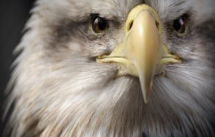 Shutterbug Finalists – TN Natural Areas