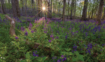 Shutterbug Showcase: Going Green